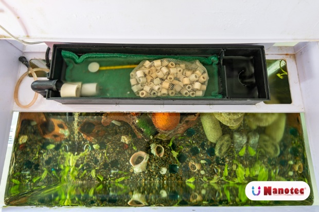 Filter Air Aquarium Tanpa Listrik Cara Membuat dan Tips Penting